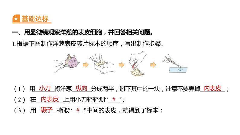1.4 观察洋葱表皮细胞(习题课件)六年级上册科学教科版02