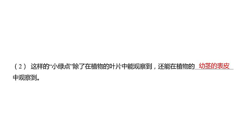 1.5 观察更多的生物细胞(习题课件)六年级上册科学教科版第3页