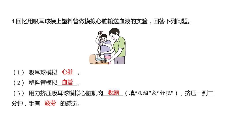 4.3 心脏和血液习题课件 五年级科学上册 教科版第3页
