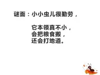 1.蚂蚁（课件）四年级上册科学青岛版