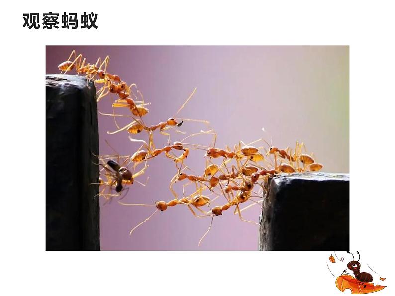 1.蚂蚁(课件)四年级上册科学青岛版05
