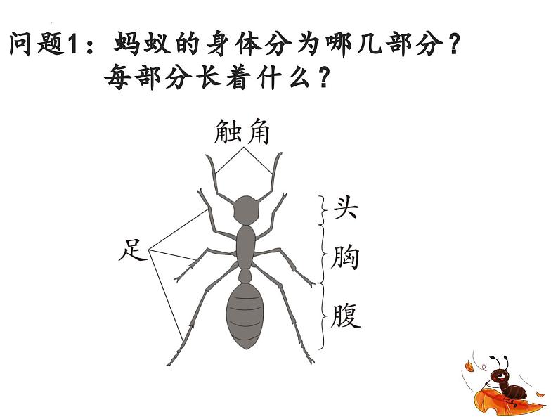 1.蚂蚁(课件)四年级上册科学青岛版06