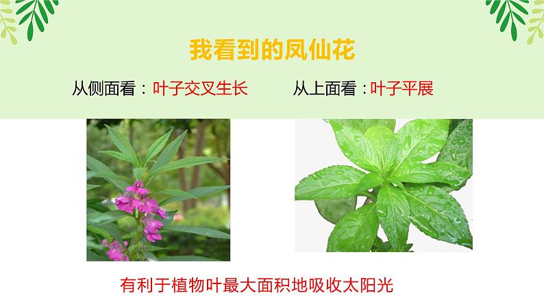 四年级教科版下册科学1.4茎和叶教学课件第6页