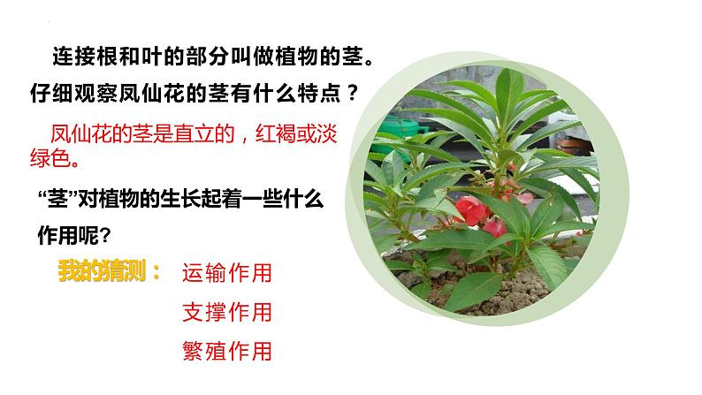 四年级教科版下册科学1.4茎和叶教学课件第7页