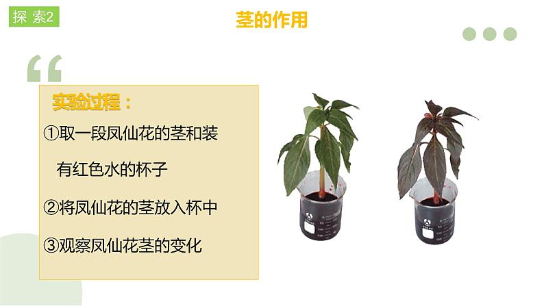 四年级教科版下册科学1.4茎和叶教学课件第8页