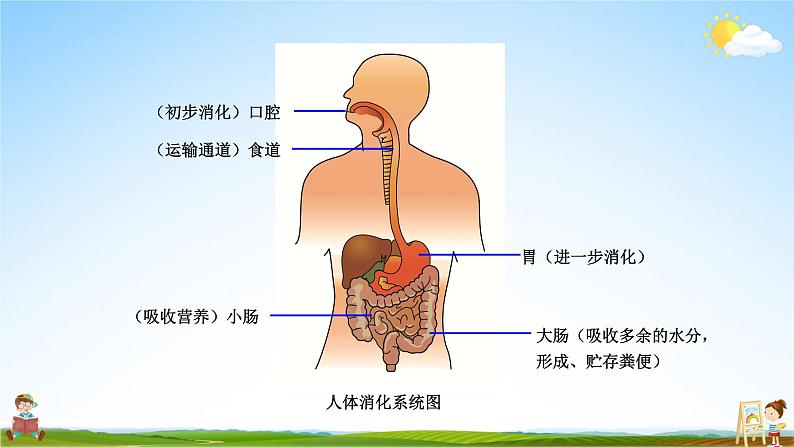 教科版小学四年级科学上册《2 呼吸与消化 第8课 食物在身体里的旅行》课堂教学课件PPT公开课第5页
