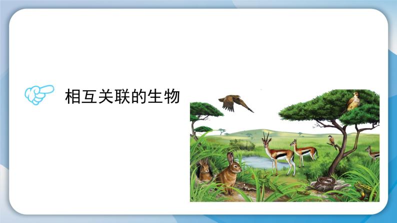（2024）粤教版科学六年级下册-17《食物网中的生物》PPT课件04