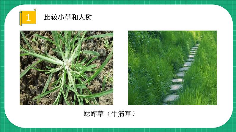冀教版小学科学五年级下册 11.种类繁多的植物 课件第7页