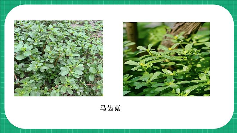 冀教版小学科学五年级下册 11.种类繁多的植物 课件第8页