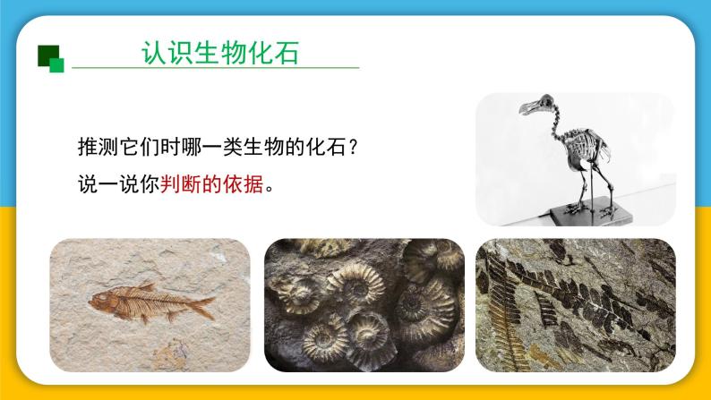 （2024）湘科版科学六年级下册-2-1《化石带给我们的信息》PPT课件05