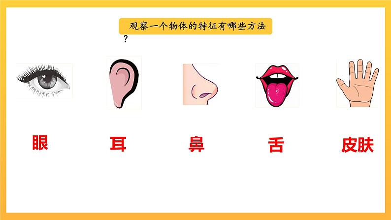 教科版科学二下 2.3《观察与比较》课件第2页
