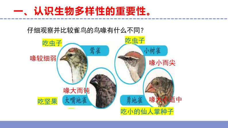 苏教版小学科学六下第四单元《15.多样的生物》课件+教案+视频+作业07