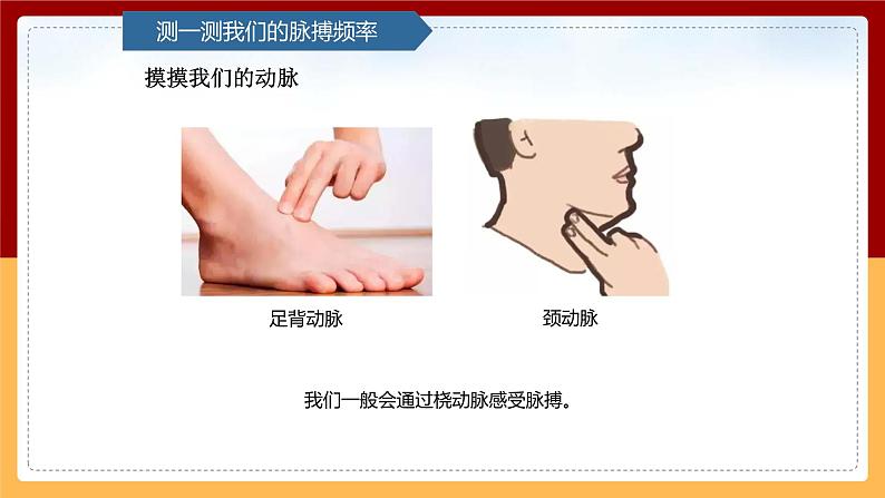 【青岛版(六三制)】 五下科学 1.4《心脏和血管》课件04