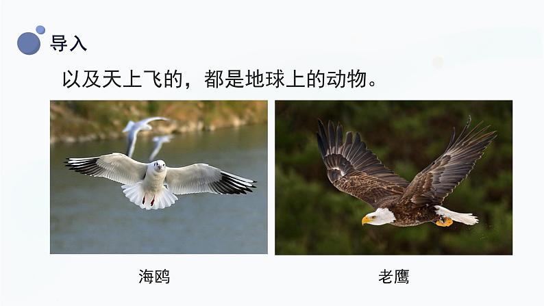 教科版一下科学 第2单元第1课-我们知道的动物(课件+视频素材)06