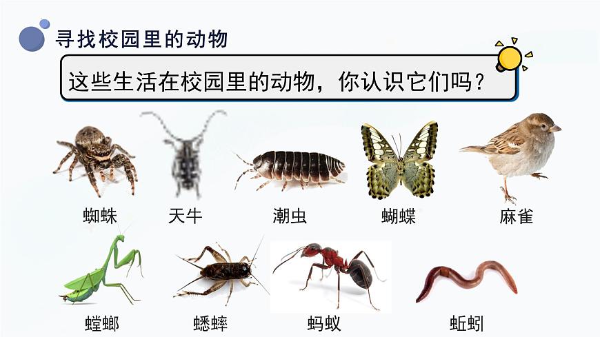 2.2《校園里的動物》課件第8頁