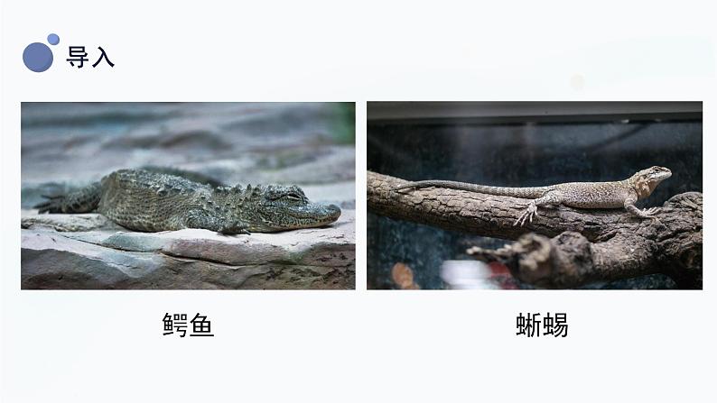 2.6 给动物分类 课件第7页