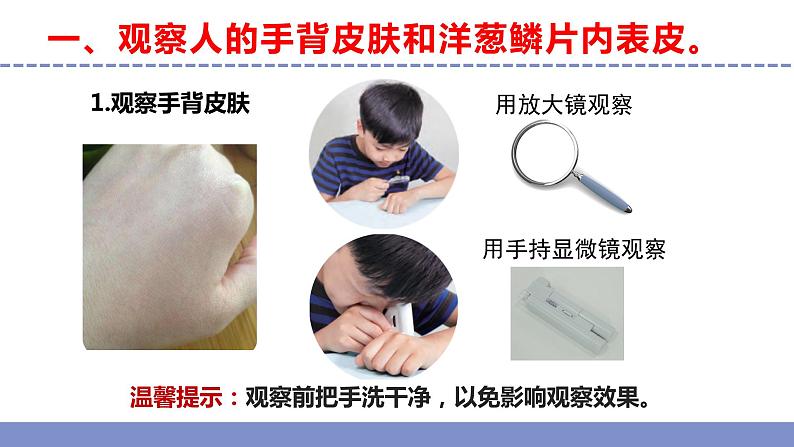 苏教版小学科学五年级下册《1.搭建生命体的“积木”》课件+教案+视频+作业(全套)04