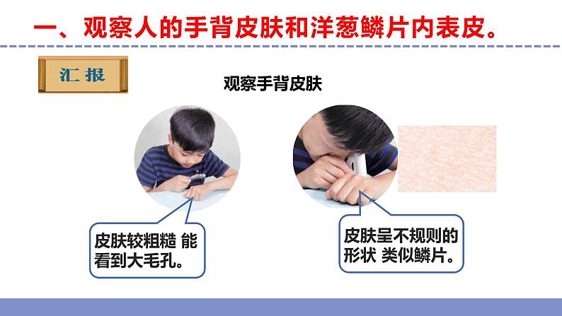 苏教版小学科学五年级下册《1.搭建生命体的“积木”》课件+教案+视频+作业(全套)07