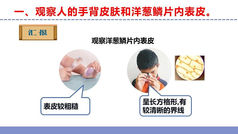 苏教版小学科学五年级下册《1.搭建生命体的“积木”》课件+教案+视频+作业(全套)08