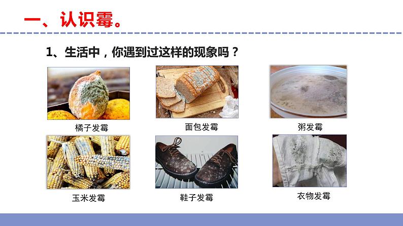 苏教版小学科学五年级下册《3.发霉与防霉》课件+教案+视频+作业(全套)04