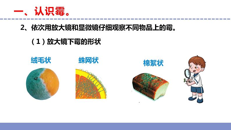 苏教版小学科学五年级下册《3.发霉与防霉》课件+教案+视频+作业(全套)05