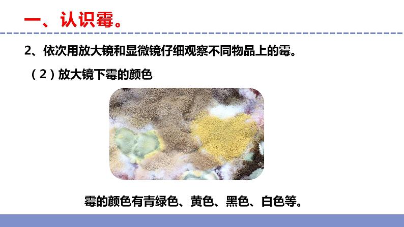 苏教版小学科学五年级下册《3.发霉与防霉》课件+教案+视频+作业(全套)06