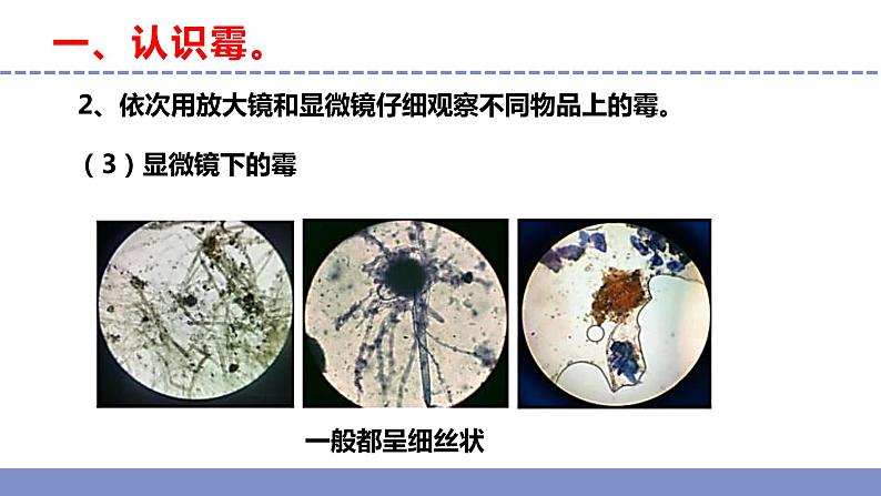 苏教版小学科学五年级下册《3.发霉与防霉》课件+教案+视频+作业(全套)07