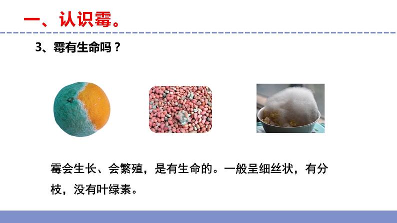 苏教版小学科学五年级下册《3.发霉与防霉》课件+教案+视频+作业(全套)08