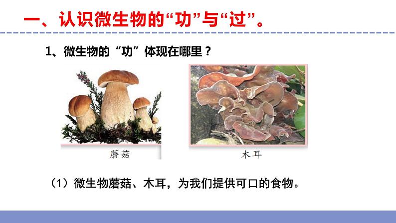 苏教版小学科学五年级下册《4.微生物的“功”与“过”》课件+教案+视频+作业(全套)04