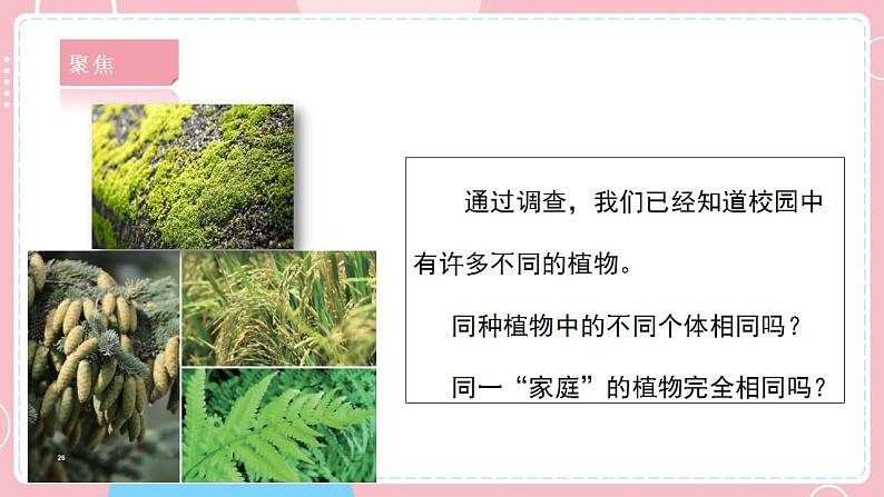 2.3形形色色的植物第5页