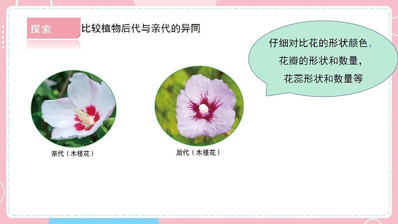 2.3形形色色的植物第8页