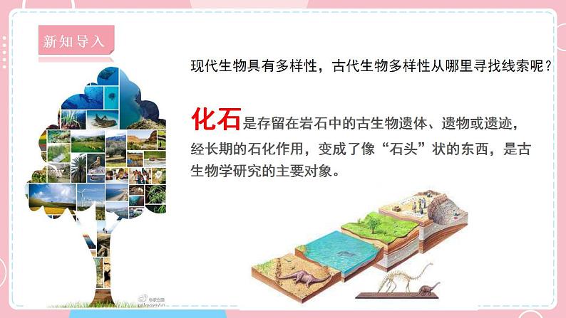 【教科版】六下科学 2.6 古代生物的多样性(课件+视频素材)02