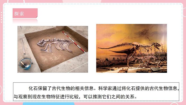 【教科版】六下科学 2.6 古代生物的多样性(课件+视频素材)08