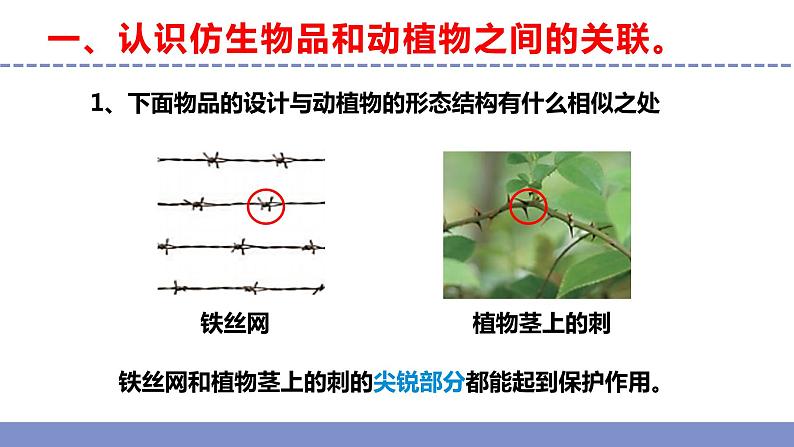 苏教版小学科学五年级下册《5.生物的启示》课件+教案+视频+作业(全套)04