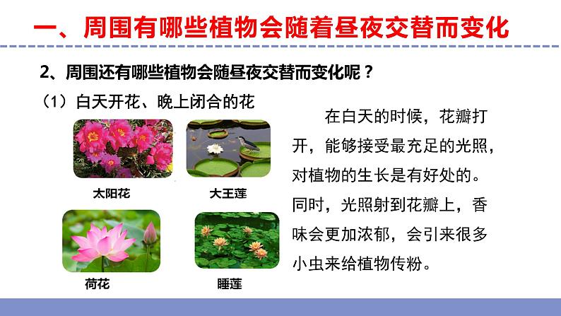 苏教版小学科学五年级下册《10.昼夜对植物的影响》课件+教案+视频+作业(全套)08