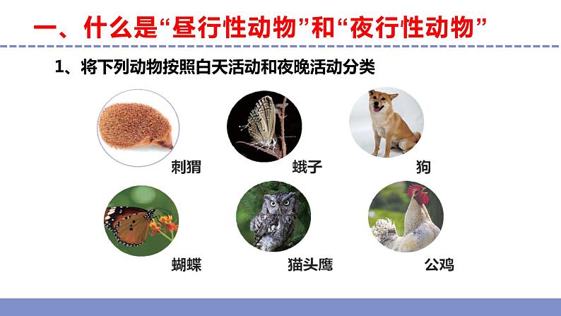 苏教版小学科学五年级下册《11.昼夜对动物的影响》课件+教案+视频+作业(全套)04