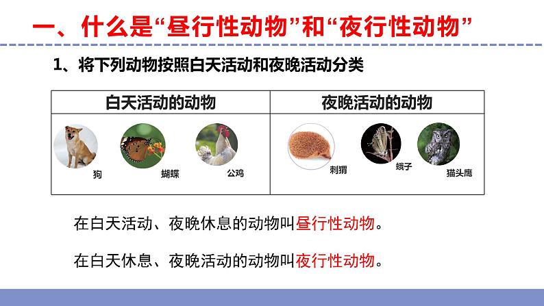 苏教版小学科学五年级下册《11.昼夜对动物的影响》课件+教案+视频+作业(全套)05