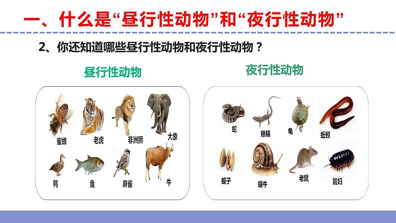苏教版小学科学五年级下册《11.昼夜对动物的影响》课件+教案+视频+作业(全套)06