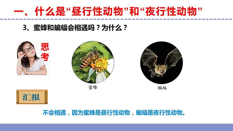苏教版小学科学五年级下册《11.昼夜对动物的影响》课件+教案+视频+作业(全套)07