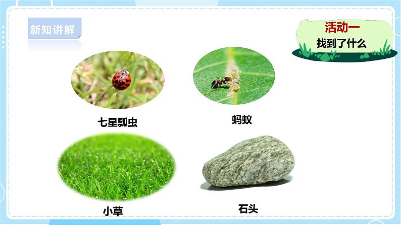 【粤教粤科版】一下科学 4.11《草地里有什么》课件+教案+练习08
