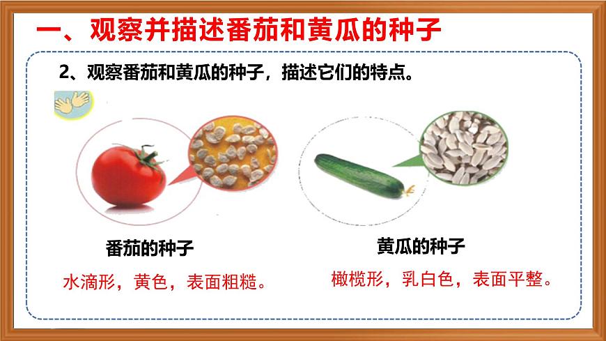 蘇教版小學(xué)科學(xué)三年級下冊第一單元《1.種子發(fā)芽了》課件+作業(yè)設(shè)計+視頻第5頁