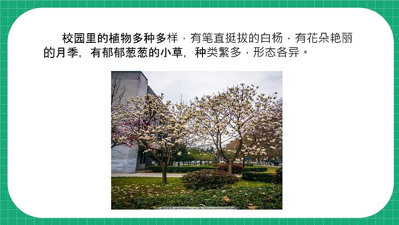 冀教版小学科学四年级下册 5.植物的器官 课件第4页
