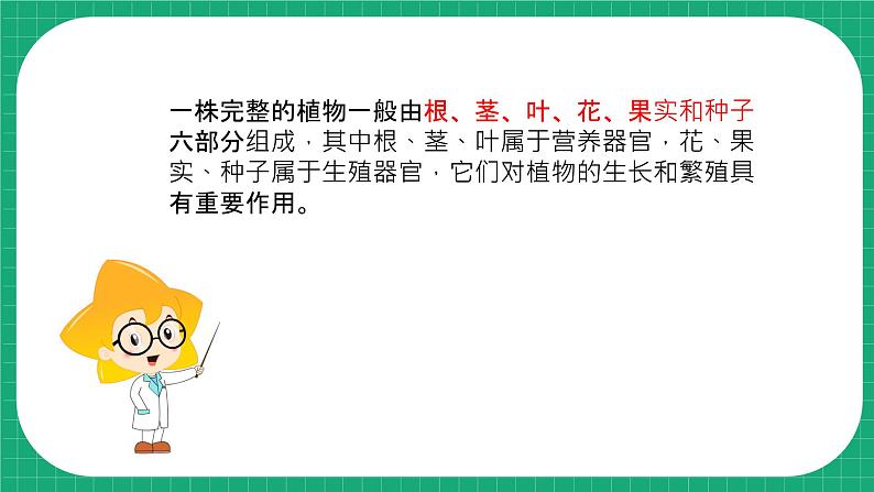 冀教版小学科学四年级下册 5.植物的器官 课件第6页