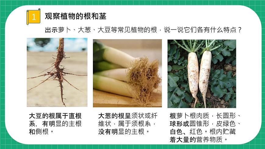 冀教版小學(xué)科學(xué)四年級(jí)下冊(cè)   5.植物的器官    課件第8頁(yè)