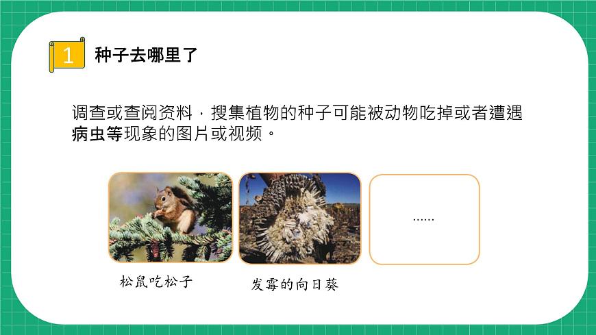 冀教版小學(xué)科學(xué)四年級(jí)下冊    6.植物的繁殖    課件第7頁