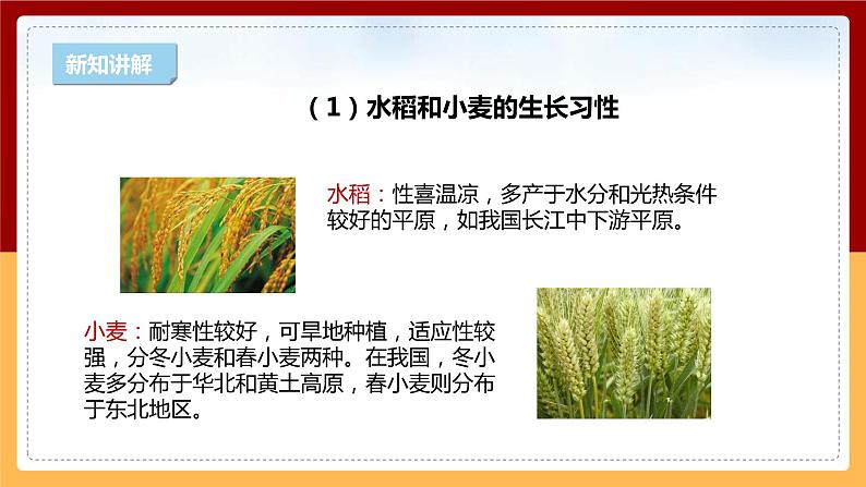 【新课标】1.4《植物与环境》课件 第7页