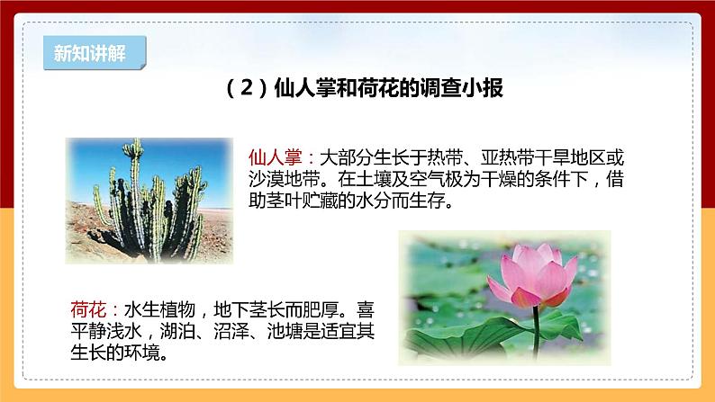 【新课标】1.4《植物与环境》课件 第8页