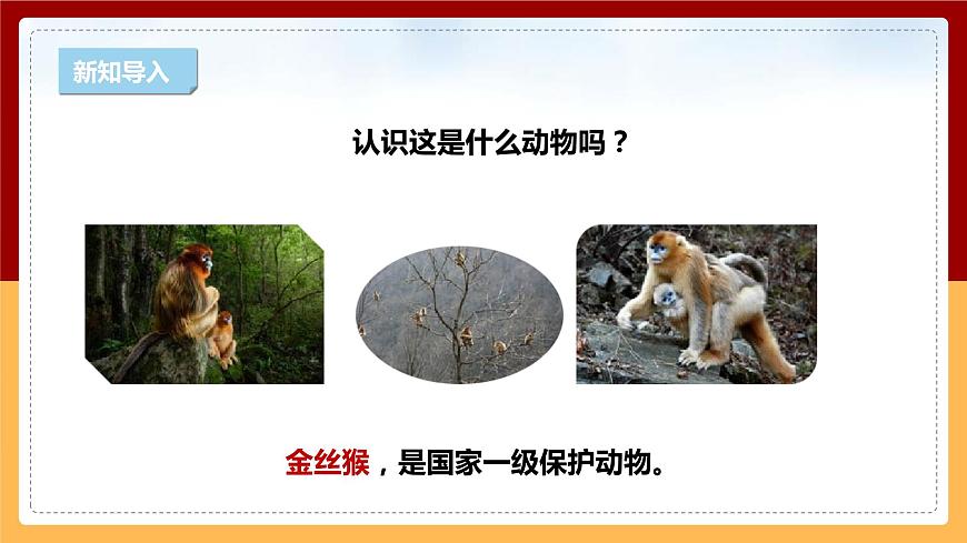 【新課標(biāo)】1.2《金絲猴的家》課件 第3頁