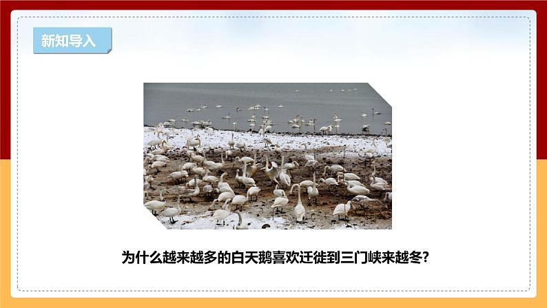 【新课标】1.3《环境变化与动物行为》课件 第4页