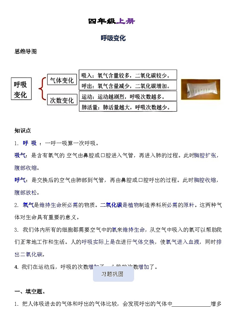 第2单元 呼吸与消化 -2023-2024学年四年级科学上册期中专项复习(教科版)第1页